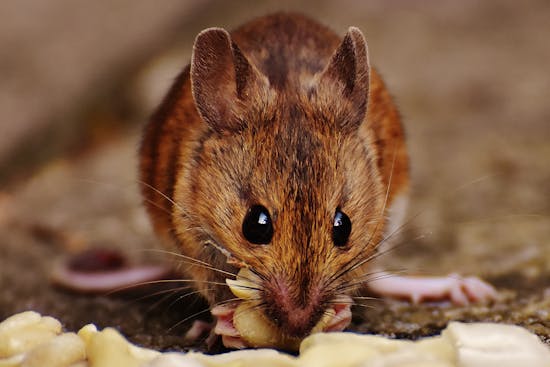 The importance of pest contril in your shopping Mall