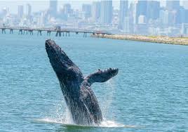 Why is San Francisco Bay so Appealing to Startups?