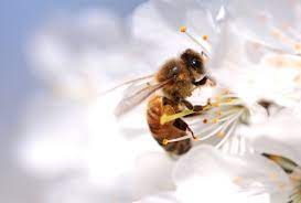 Startups Saving the Bee (Anthophila) - What is BeeTech?