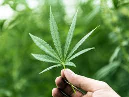 Cannabis Startups Drive Innovation in Agritech