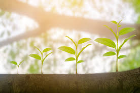 What Do Fast Growing Green Startups Have to Offer?